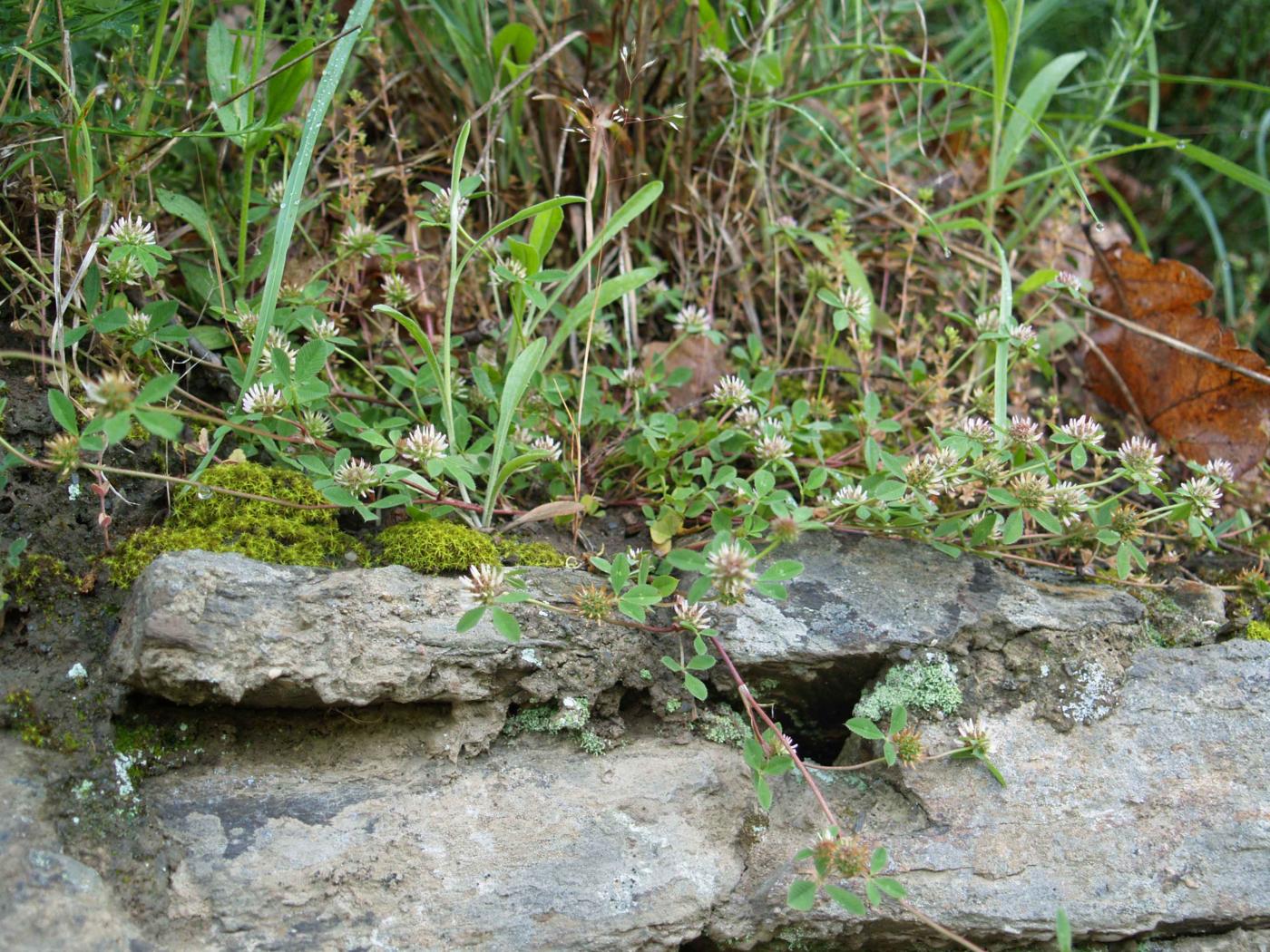 Clover, Clustered plant